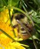 Bombus sylvarum